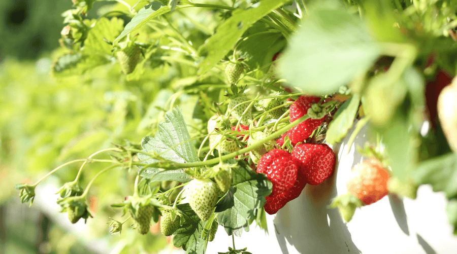 From Pot To Plate: Houseplants That Will Grow Fruits