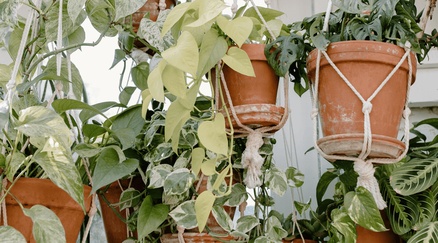 Benefits of Hanging Houseplants: From Cleaner Air to a Chicer Mood