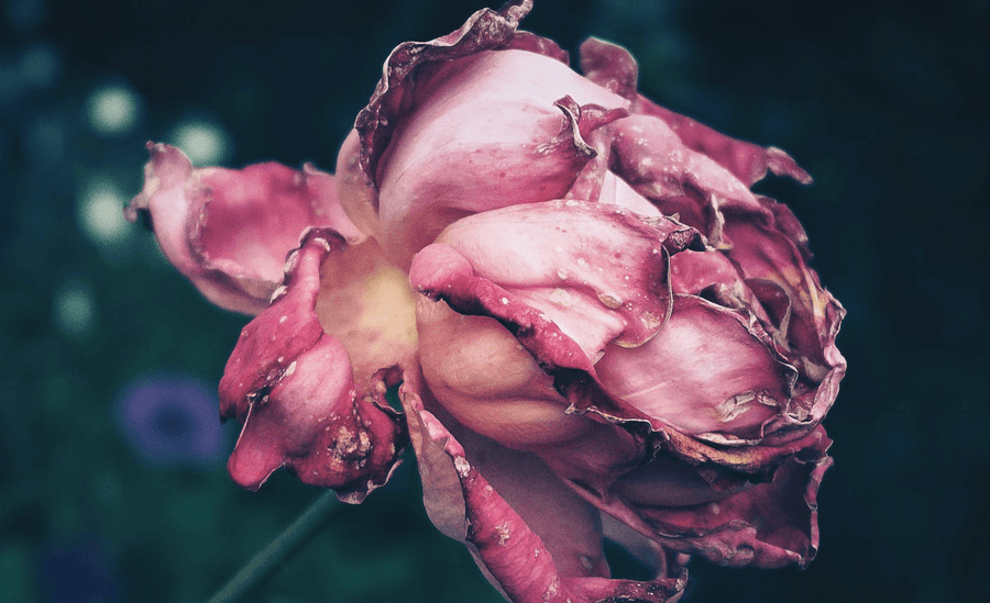 Why My Houseplants Keep Dying