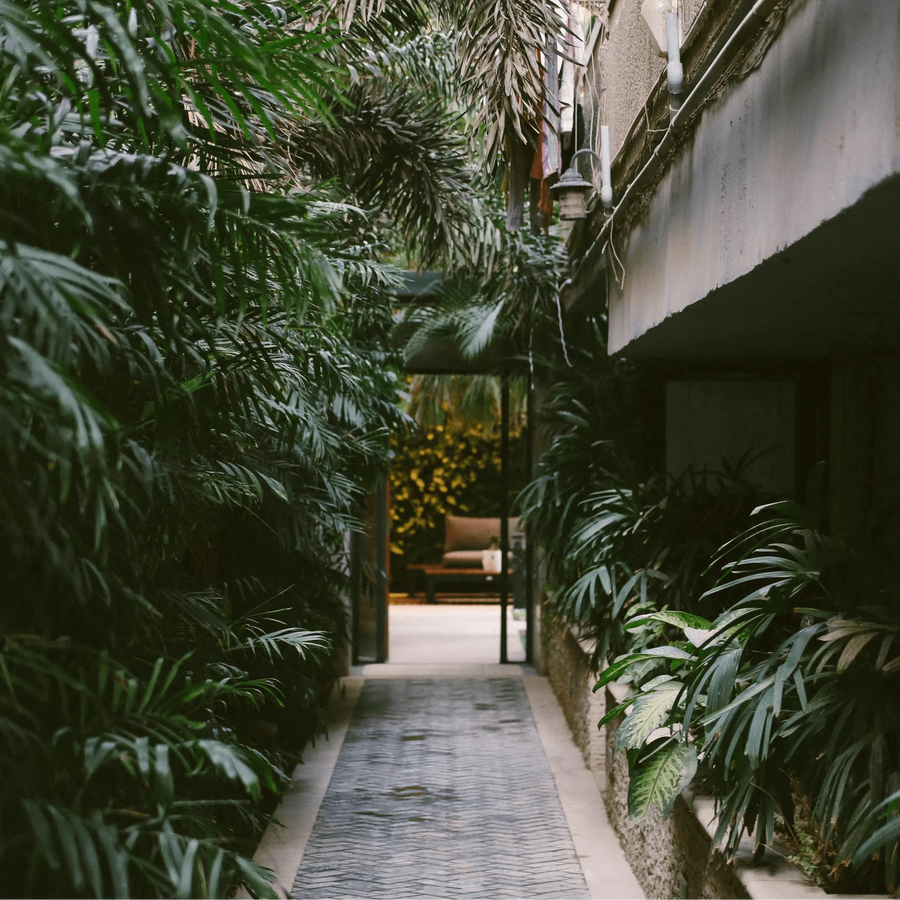 Air-Purifying Houseplants to Combat Indoor Pollution