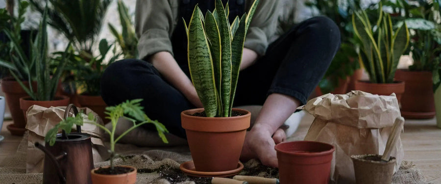 Benefits of Growing Houseplants from Seeds