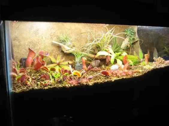 Your Beginner's Guide to Carnivorous Plant Terrarium