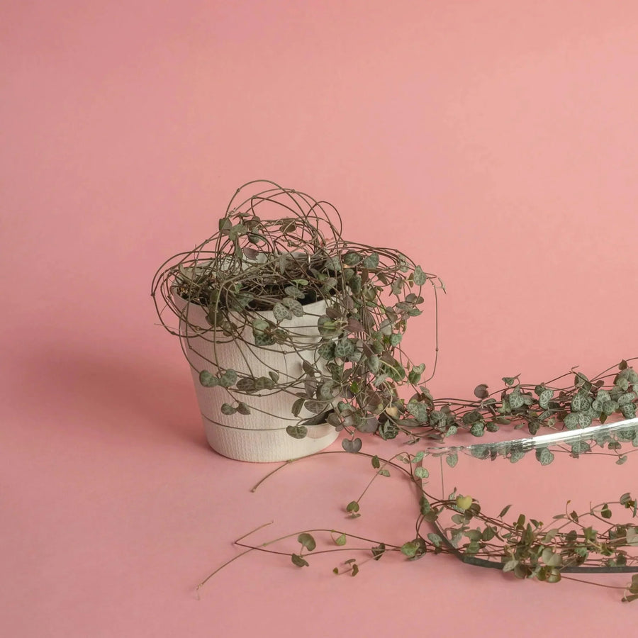 How to Choose the Perfect Pot for Your String of Hearts