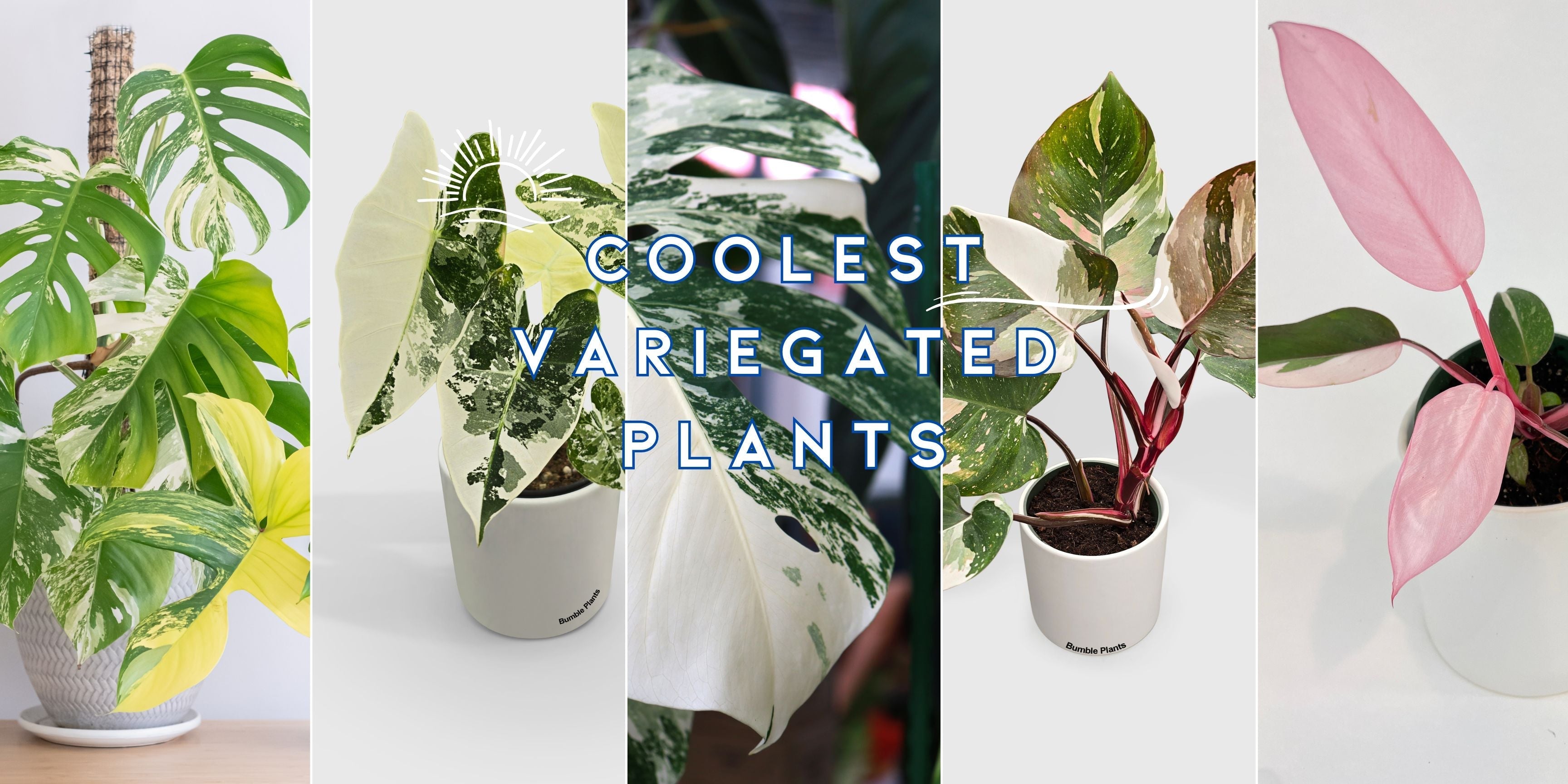 Top 10 Coolest Variegated Houseplants in 2025: Care, Propagation and Pricing Guide
