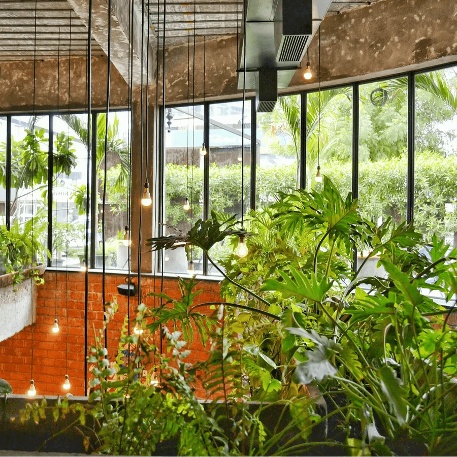 Creating a Beautiful Indoor Garden with House Plants