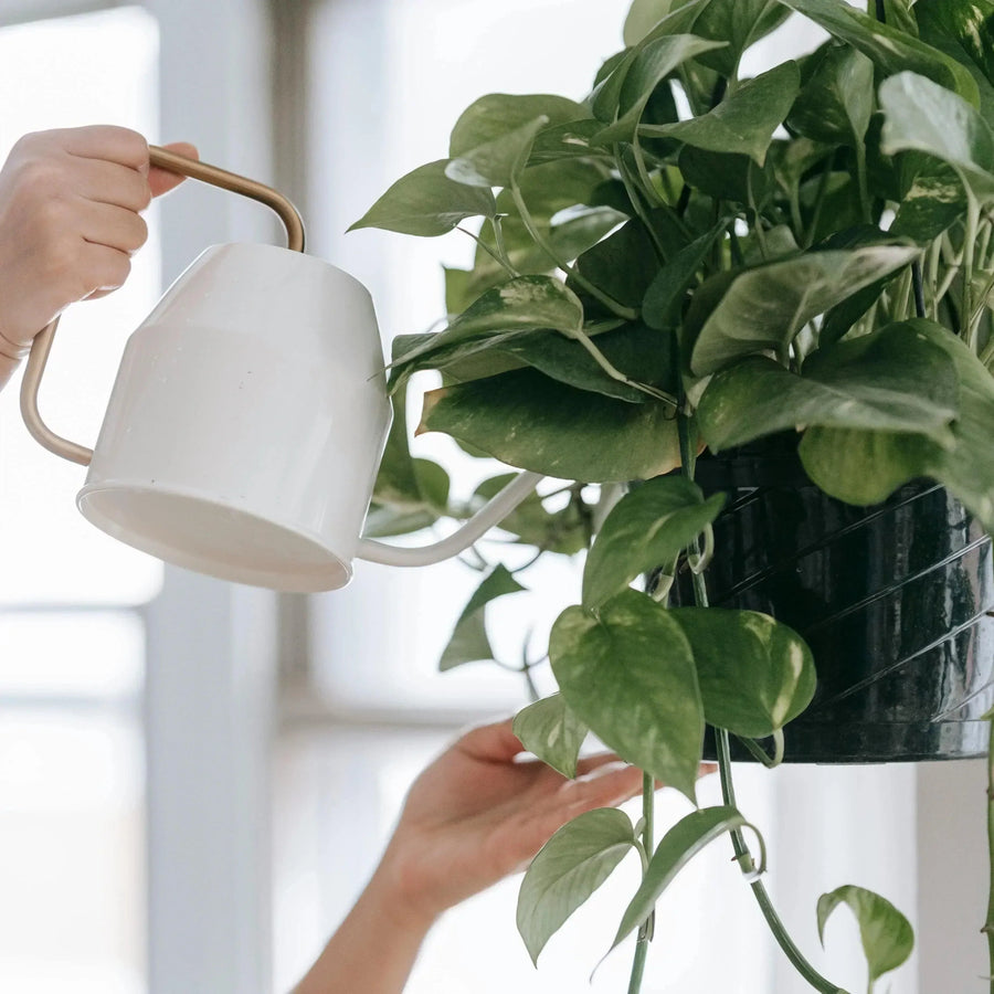 Decoding Houseplant Talk: Understanding Common Terms and Lingo