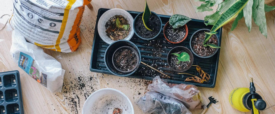 Essential Equipment Propagating Houseplants Indoor