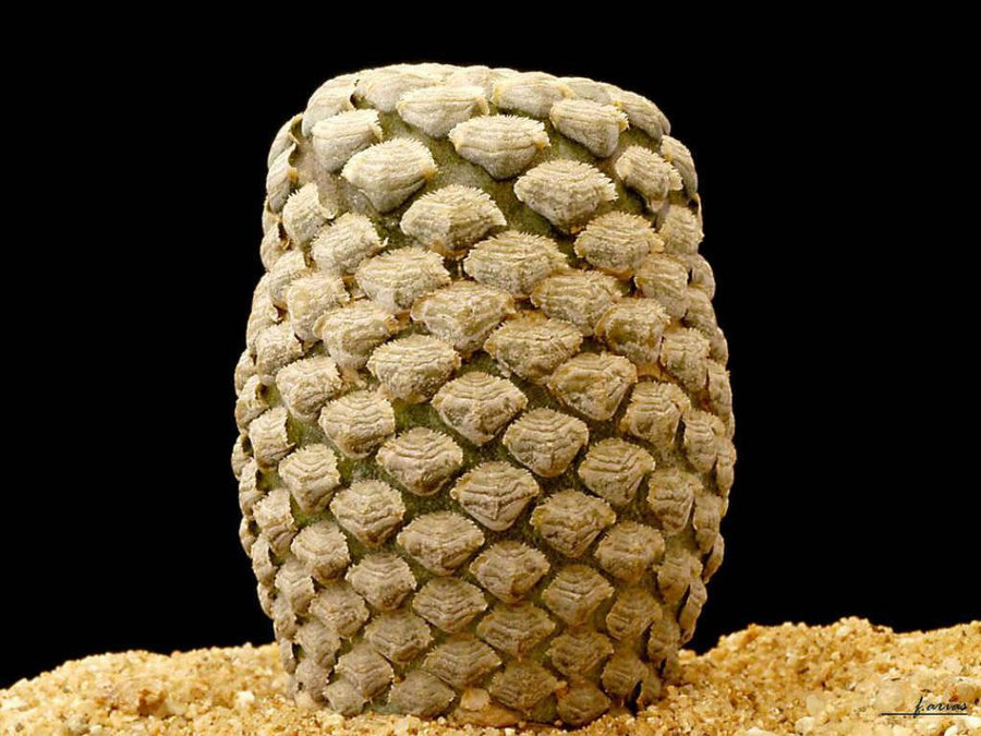 Top 8 Rarest Succulents in the World