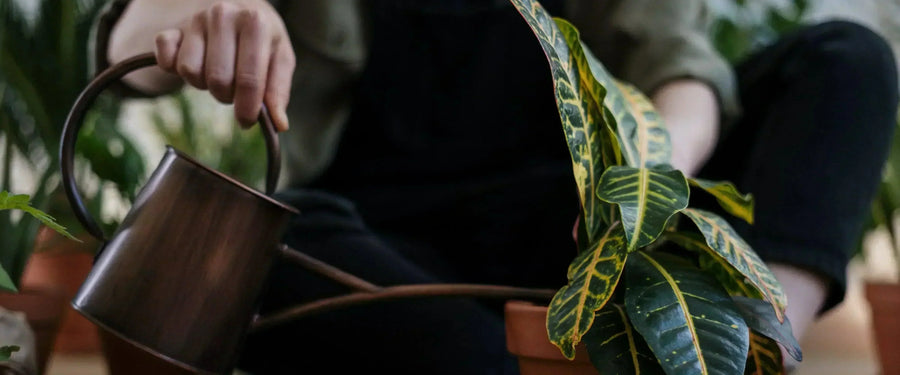 Supercharge Your Home with Green: The Fastest Growing Houseplants Revealed