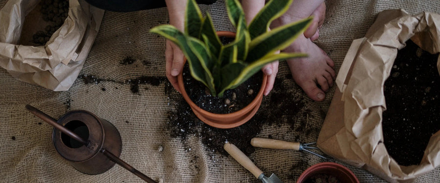 Growing Houseplants from Seeds: The Ultimate Guide