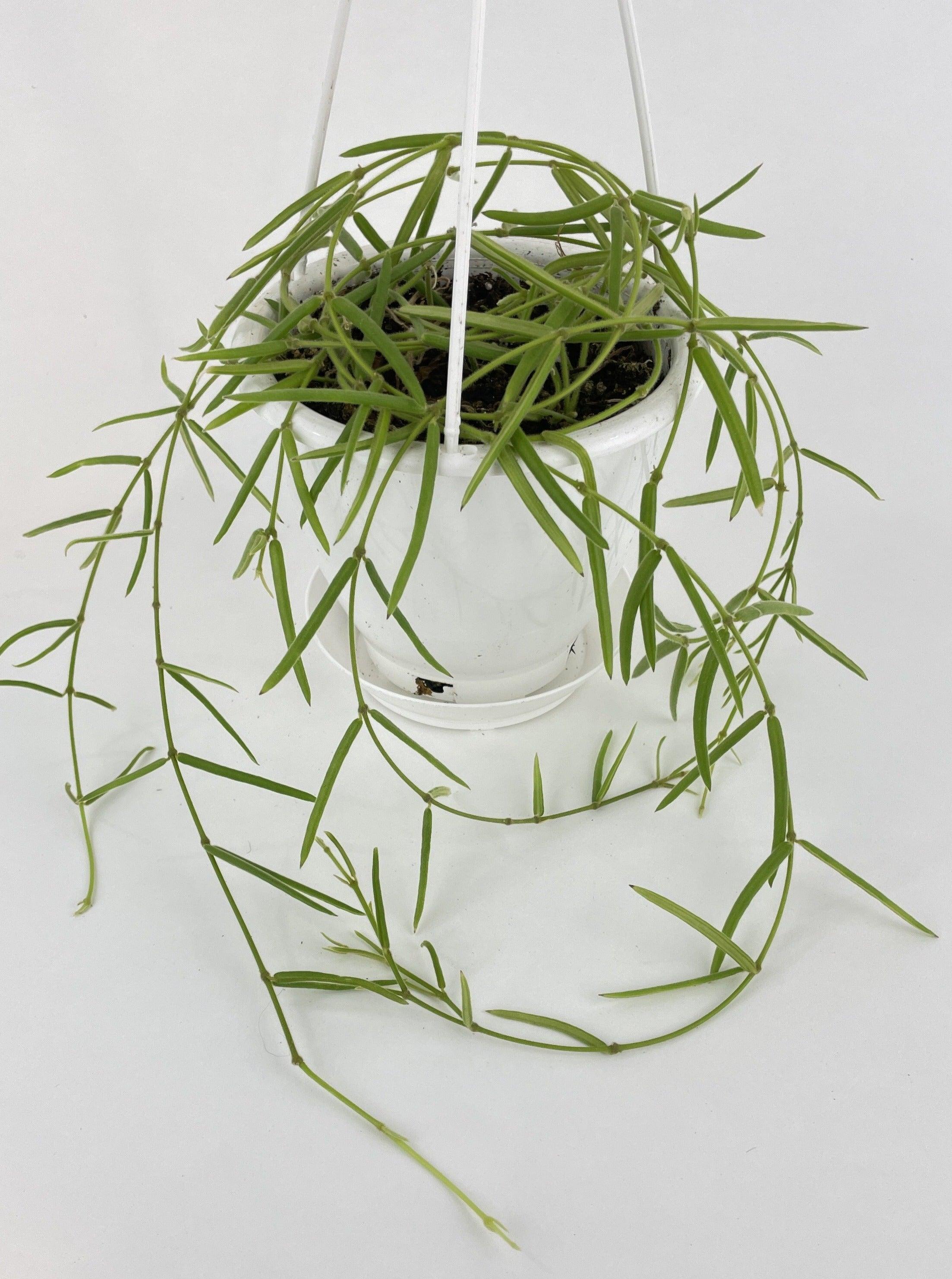 How to Care for Hoya Linearis: Grow Full and Long Leaves