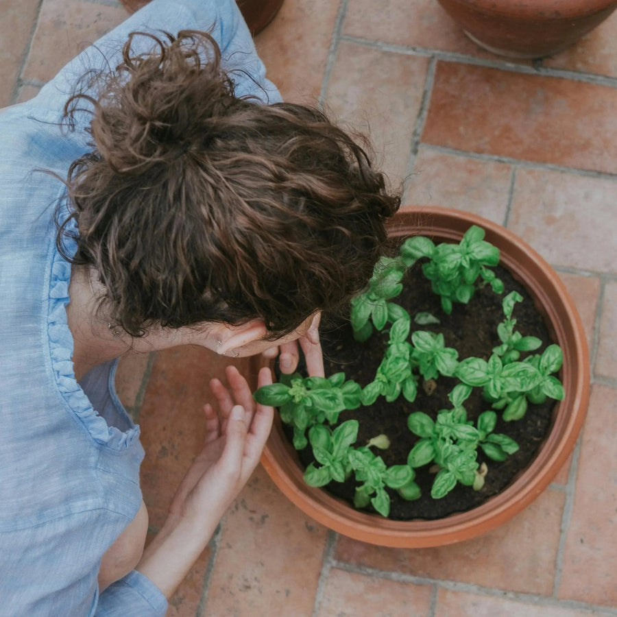 Step-by-Step Indoor Garden Planning for Beginners