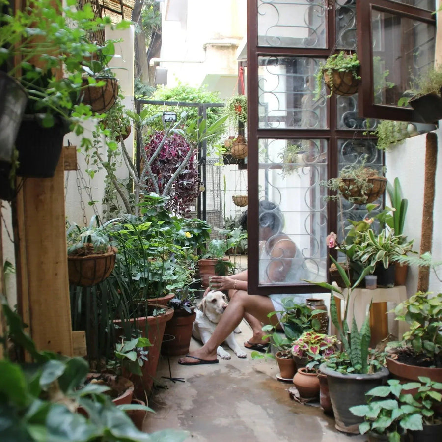 Tips for Successful Indoor Gardening