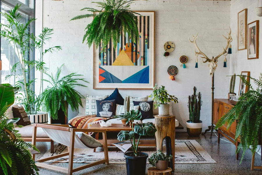Indoor vs. Outdoor Plant Care: Key Differences