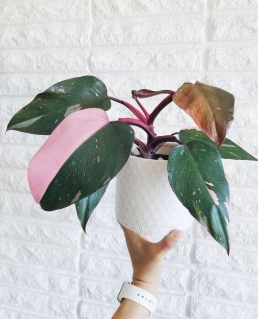 10 Trendy Pink Houseplants of 2022