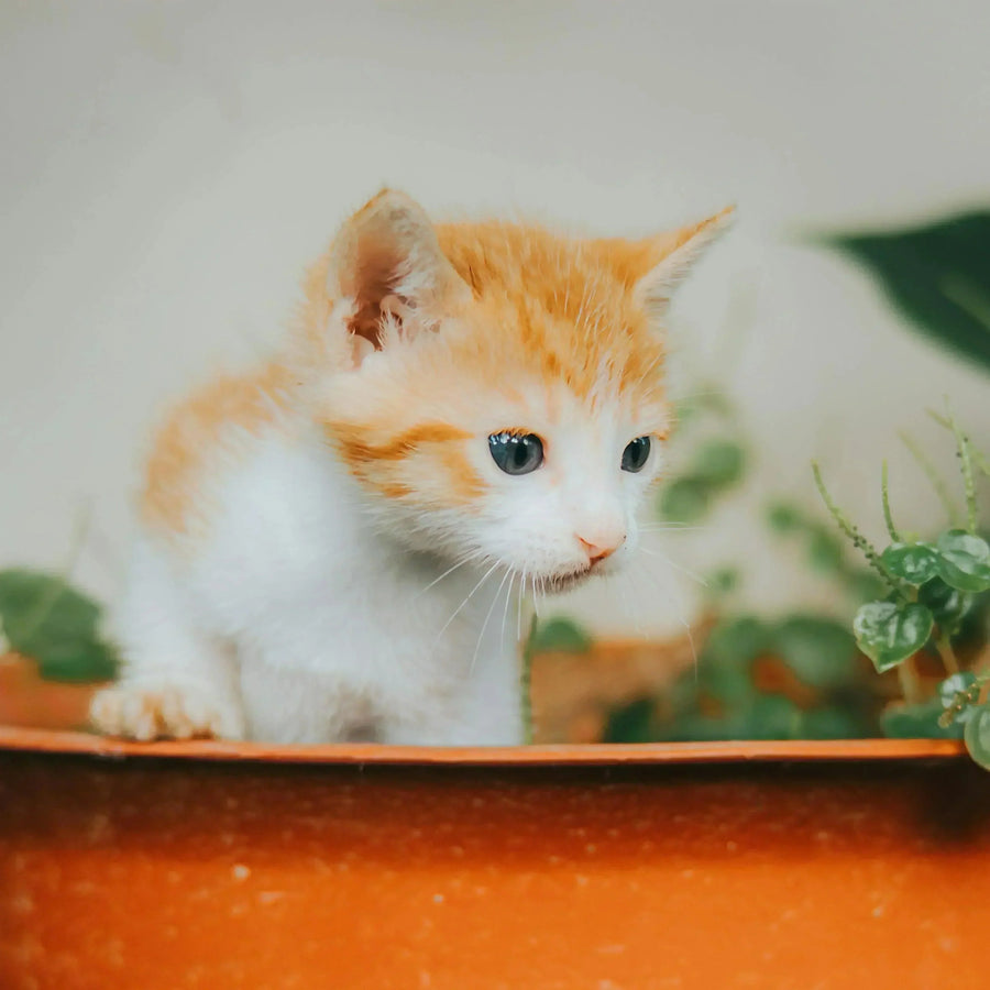 Pet-Friendly Plant Picks: Adding Greenery without the Risk