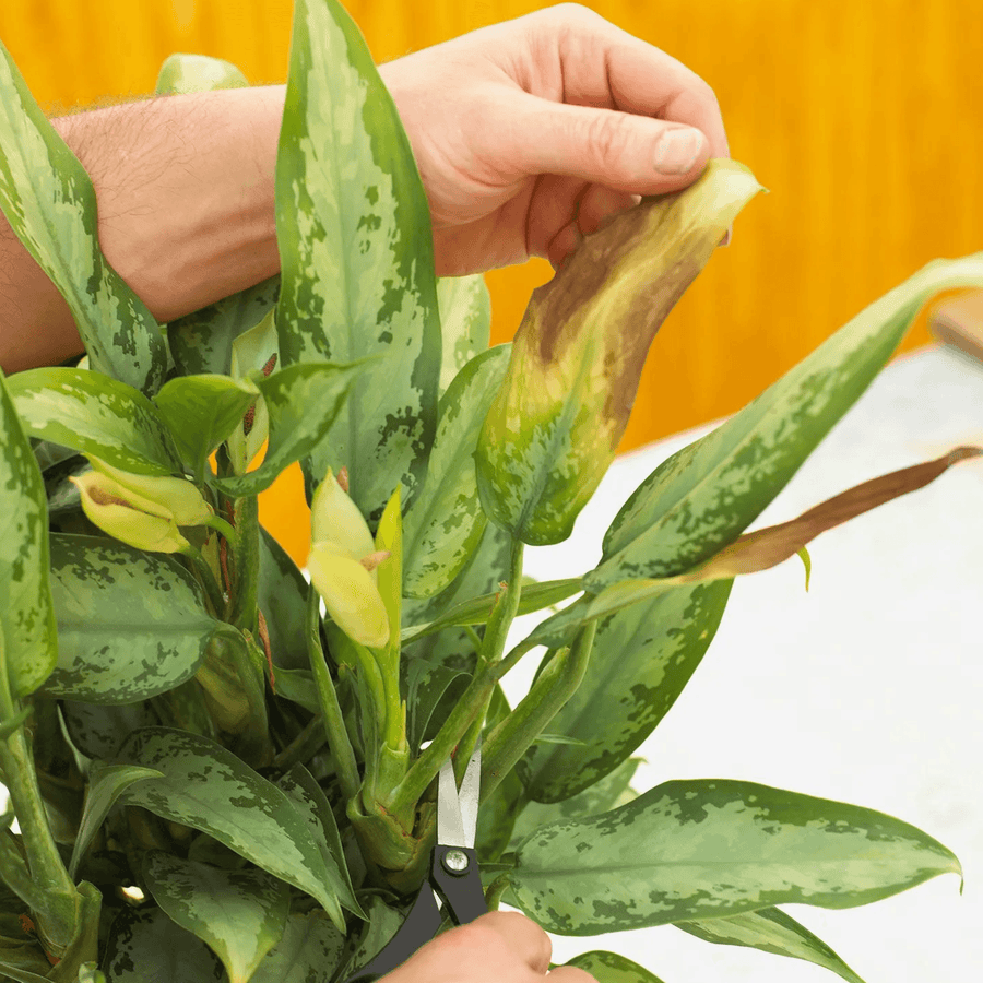 Common Plant Care Mistakes and How to Avoid Them