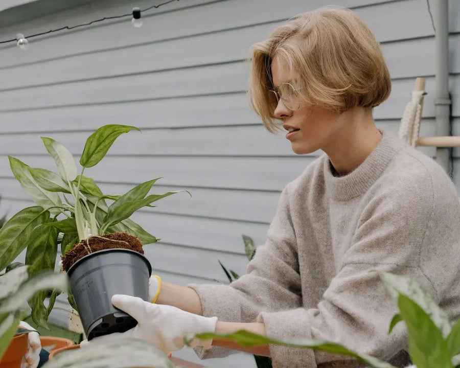 Repotting Houseplants in Winter: Yay or Nay?