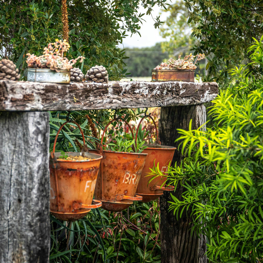 Repurposed Containers for Unique Planters