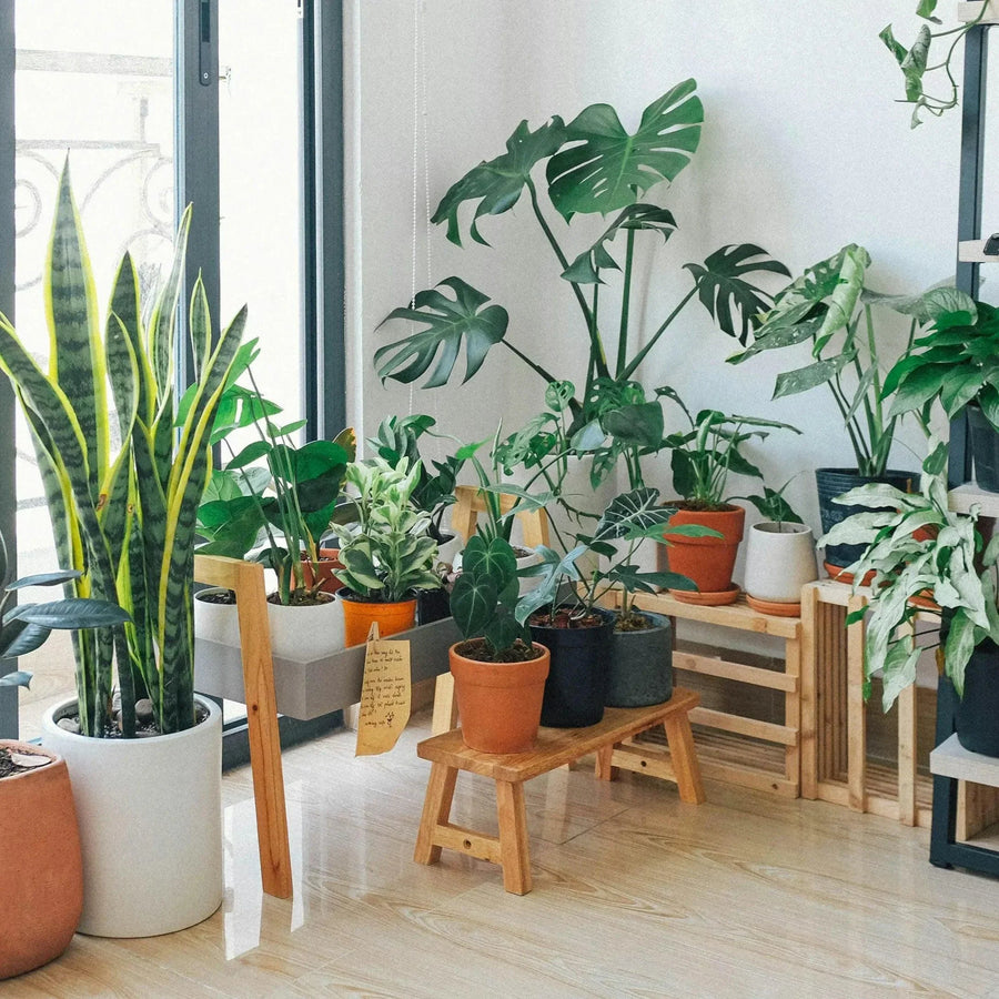 Plant Parenting How to Choose the Right Plants for Your Home