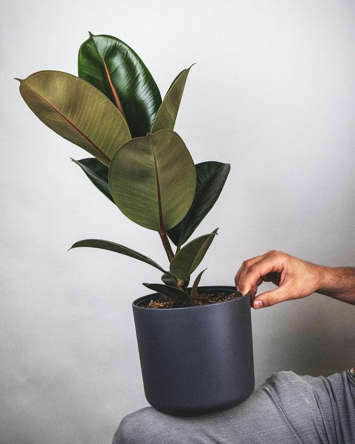 5 Best Houseplants for Dorm Rooms