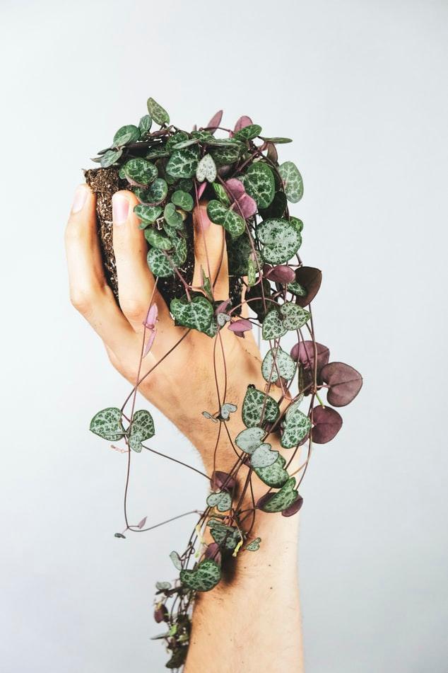 How to keep string of hearts alive