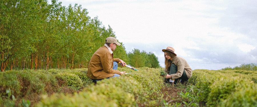 Tackling Common Plant Care Challenges