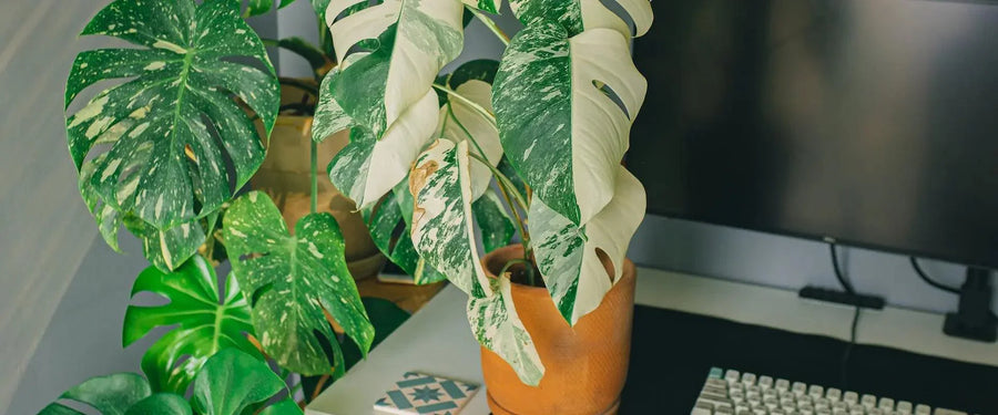 Windows on Leaves: The Glamour of Plant Fenestrations