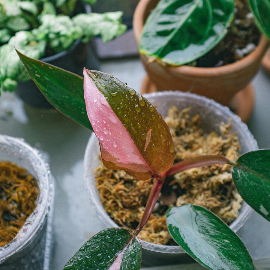 The Ultimate Philodendron Pink Princess Care Manual