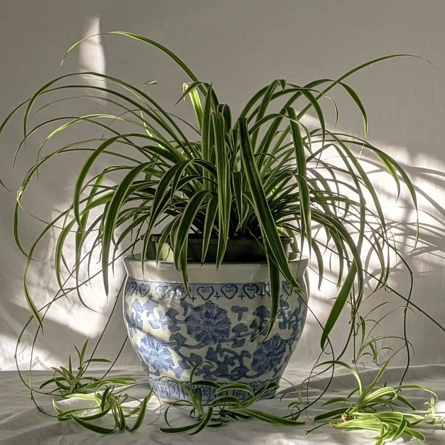 Spider Plant Care Made Easy: Tips for Thriving Plants