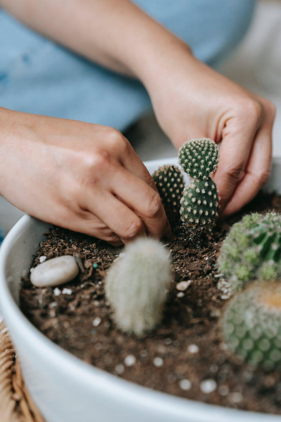 How to Bottom Water Your Plants
