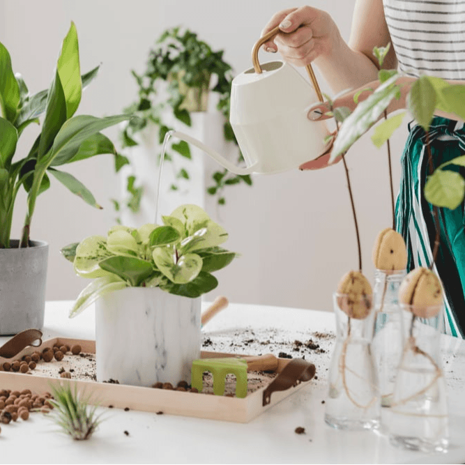 Indoor Trees Essential Care Tips for Healthy and Happy Plants
