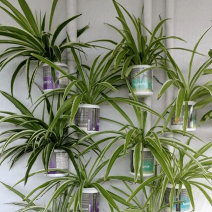 7 Creative Ways to Decorate with Spider Plants