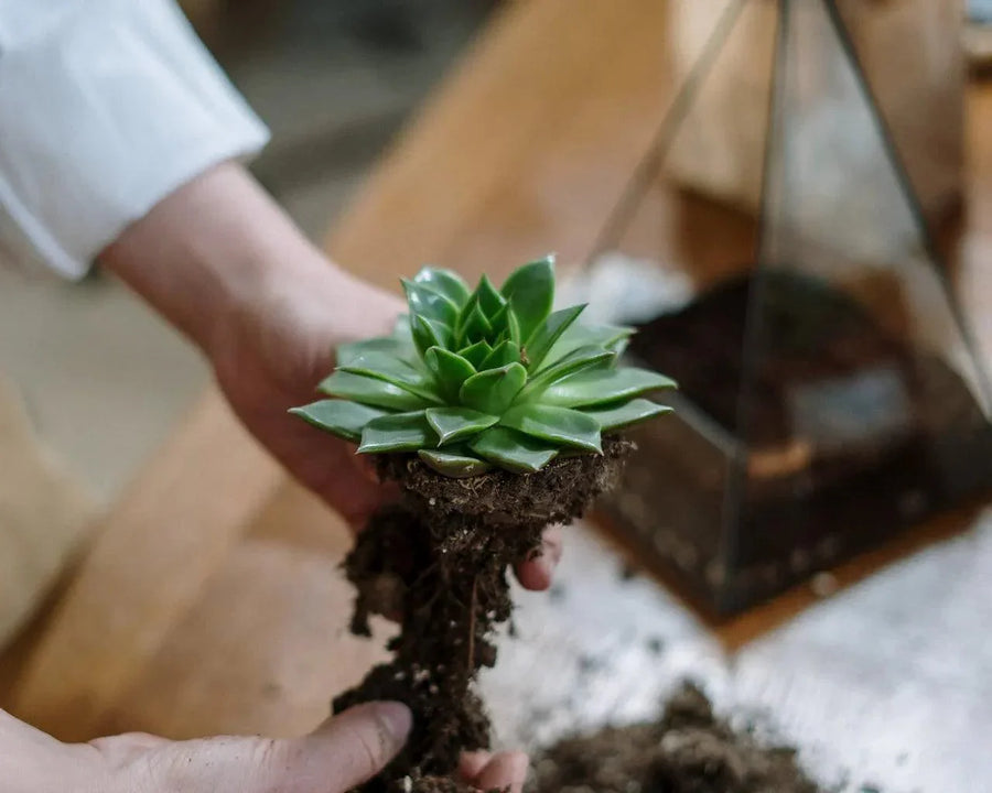 How to Propagate Houseplants