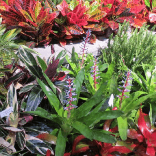 The Best Outdoor Plants for Sunny Locations