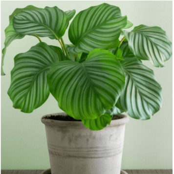 Tips for Choosing the Best House Plants for Your Home