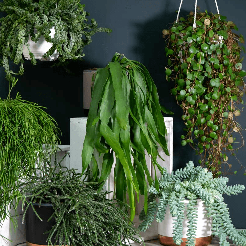 How to Care for Trailing Succulent Plants: A Complete Guide