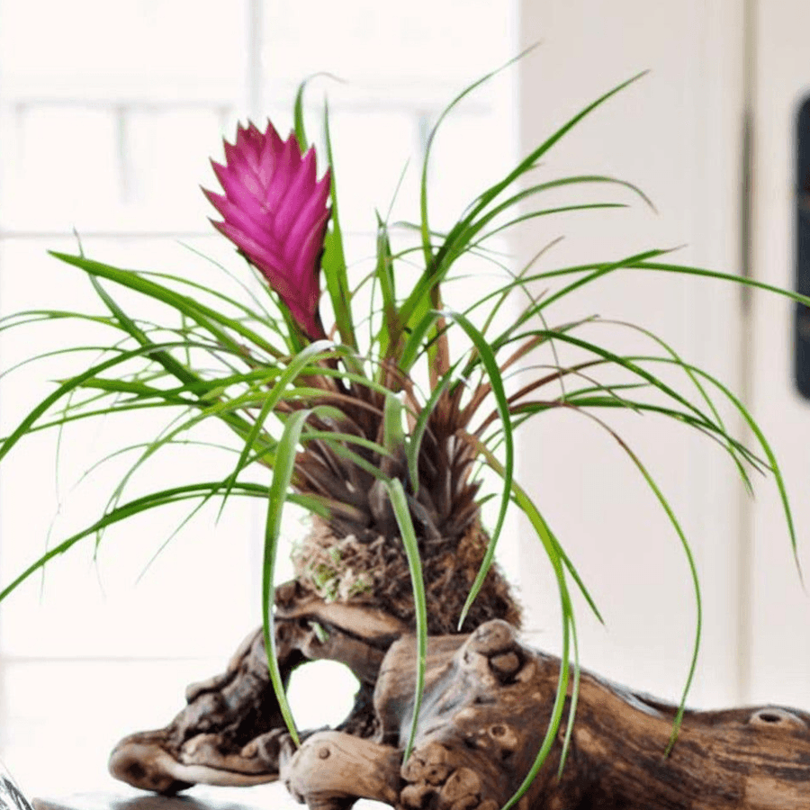 The Benefits of Pink Quill Plants for Your Indoor Air Quality