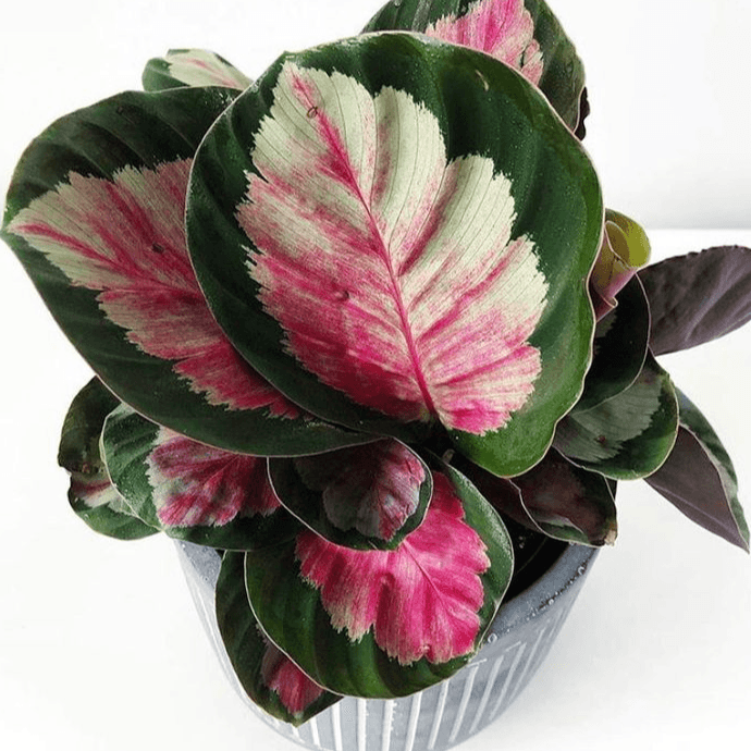 Top Secrets to Successful Calathea Rosy Care: A Must-Read for Plant Lovers
