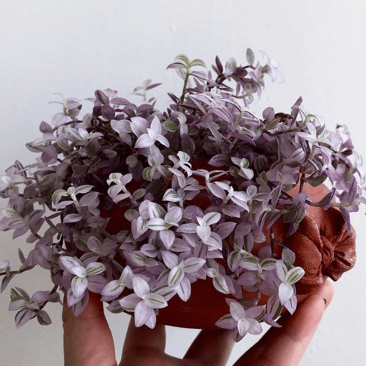 How to Create a Stunning Callisia Repens Rosato Terrarium