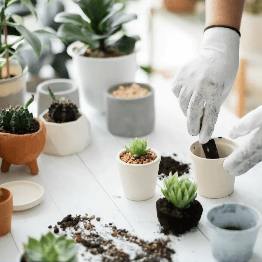 Indoor Plant Care During Seasonal Changes: Best Practices and Advice