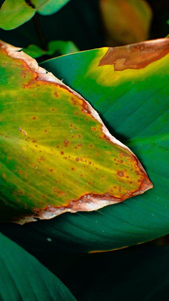 6 most common houseplants and how to treat them