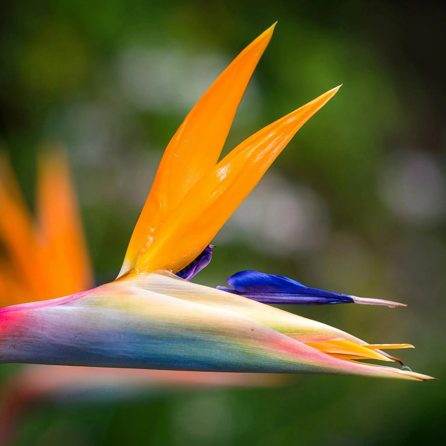 The Ultimate Guide to Bird of Paradise Plant Care