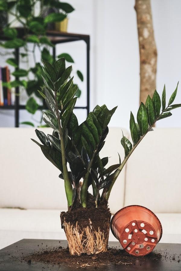 Find out if you should repot your new plant immediately or wait a few weeks from the date of purchase.