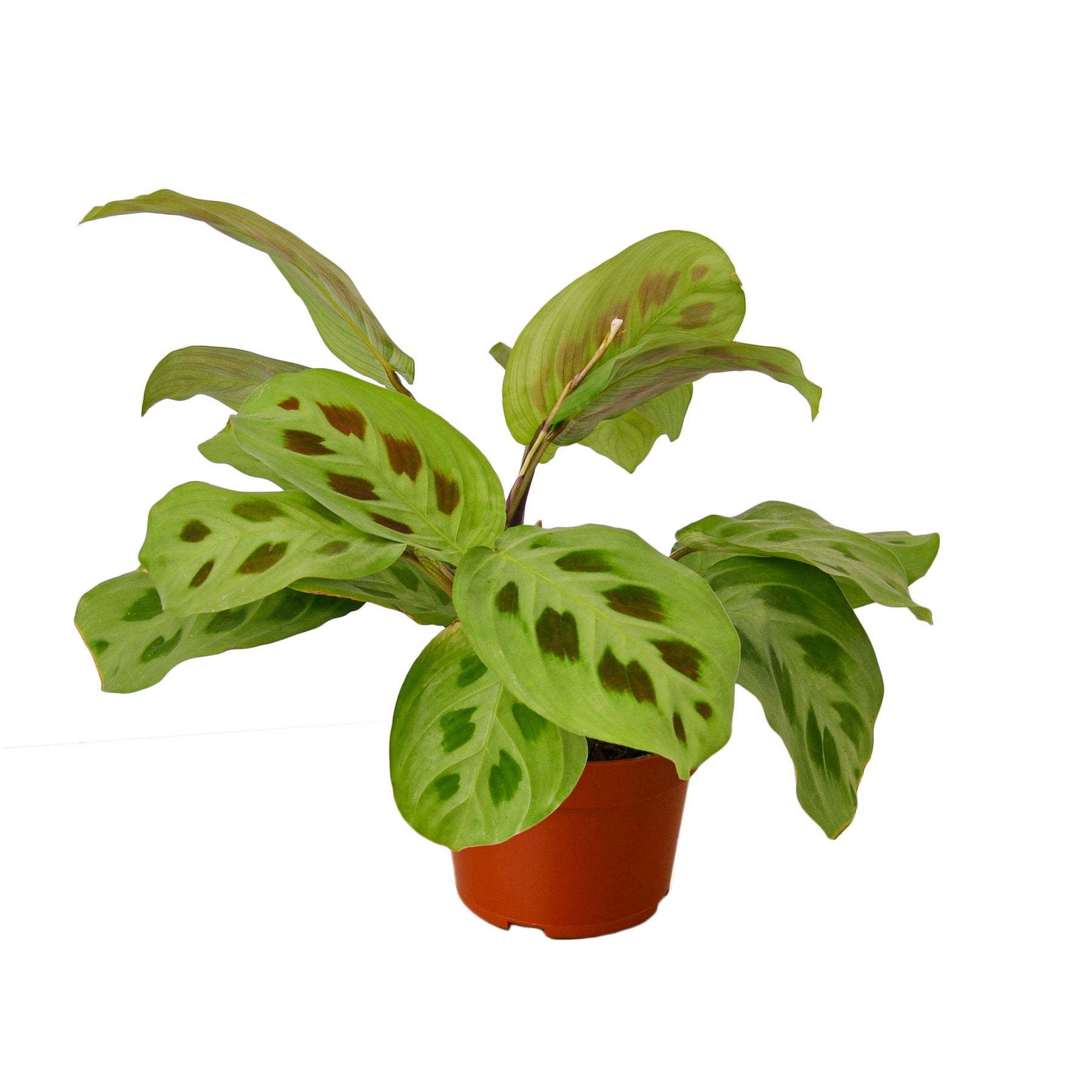 Maranta Leuconeura Kerchoveana