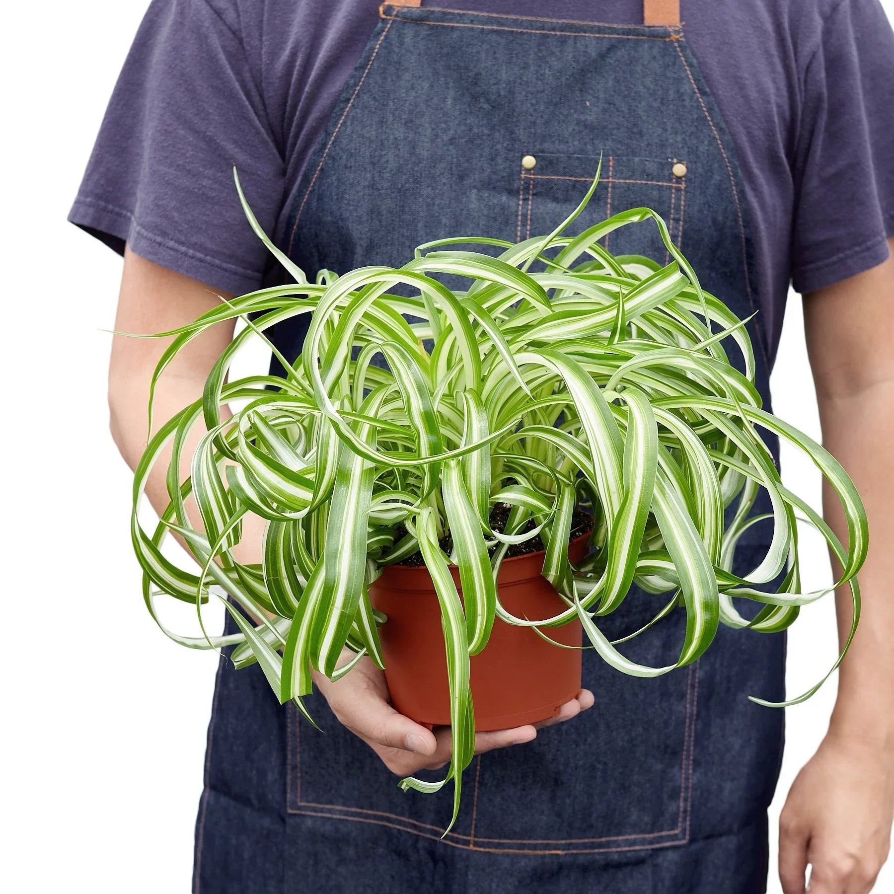 Chlorophytum Comosum Spider Plant 'Bonnie'
