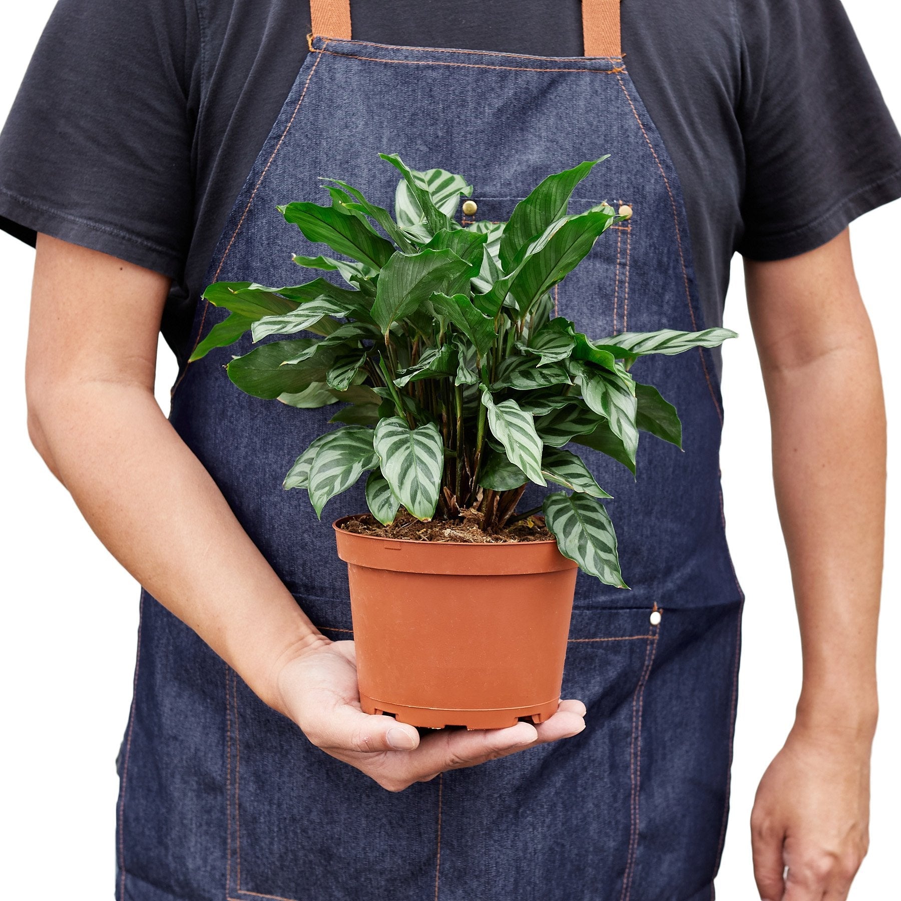 Calathea Freddie