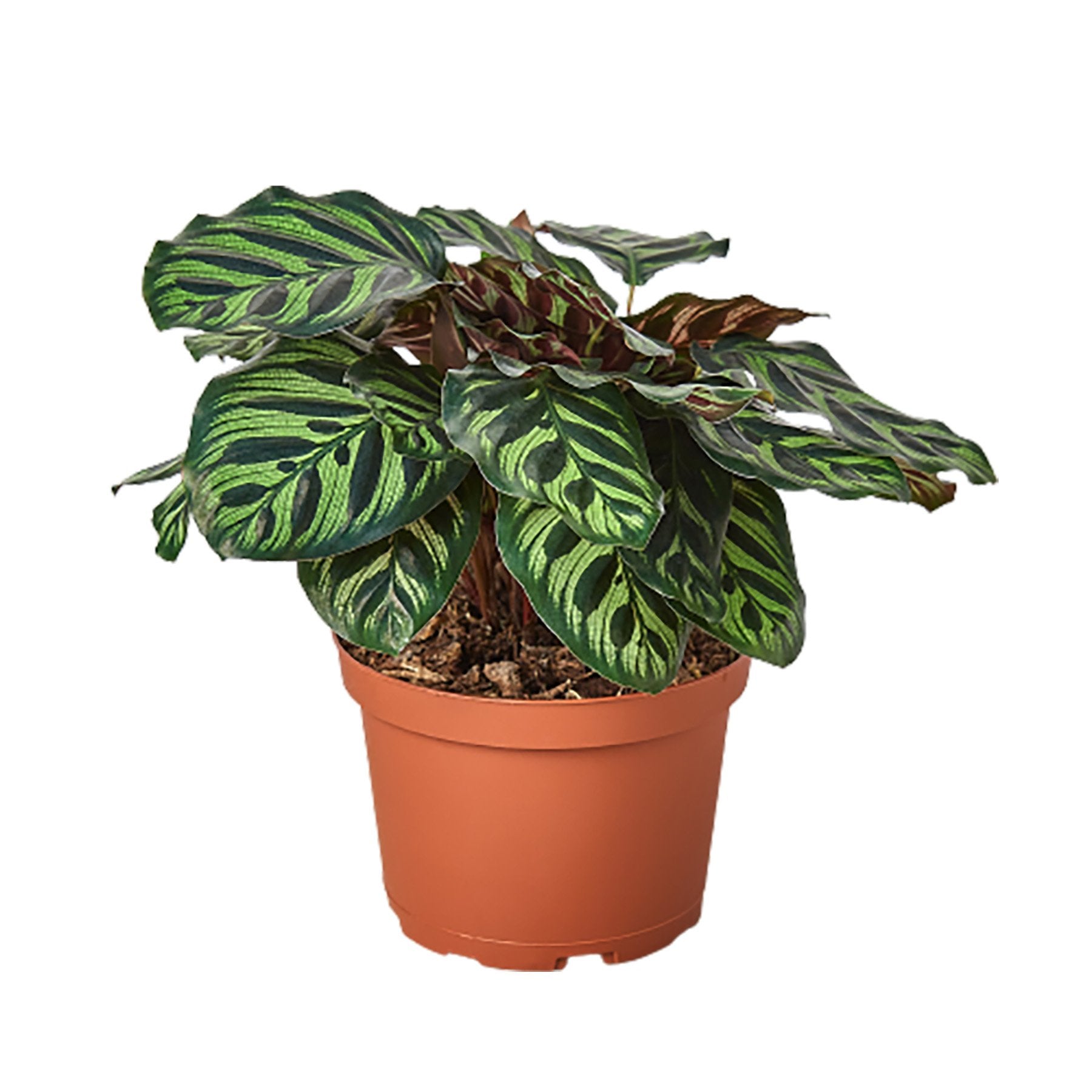 Calathea Peacock Makoyana