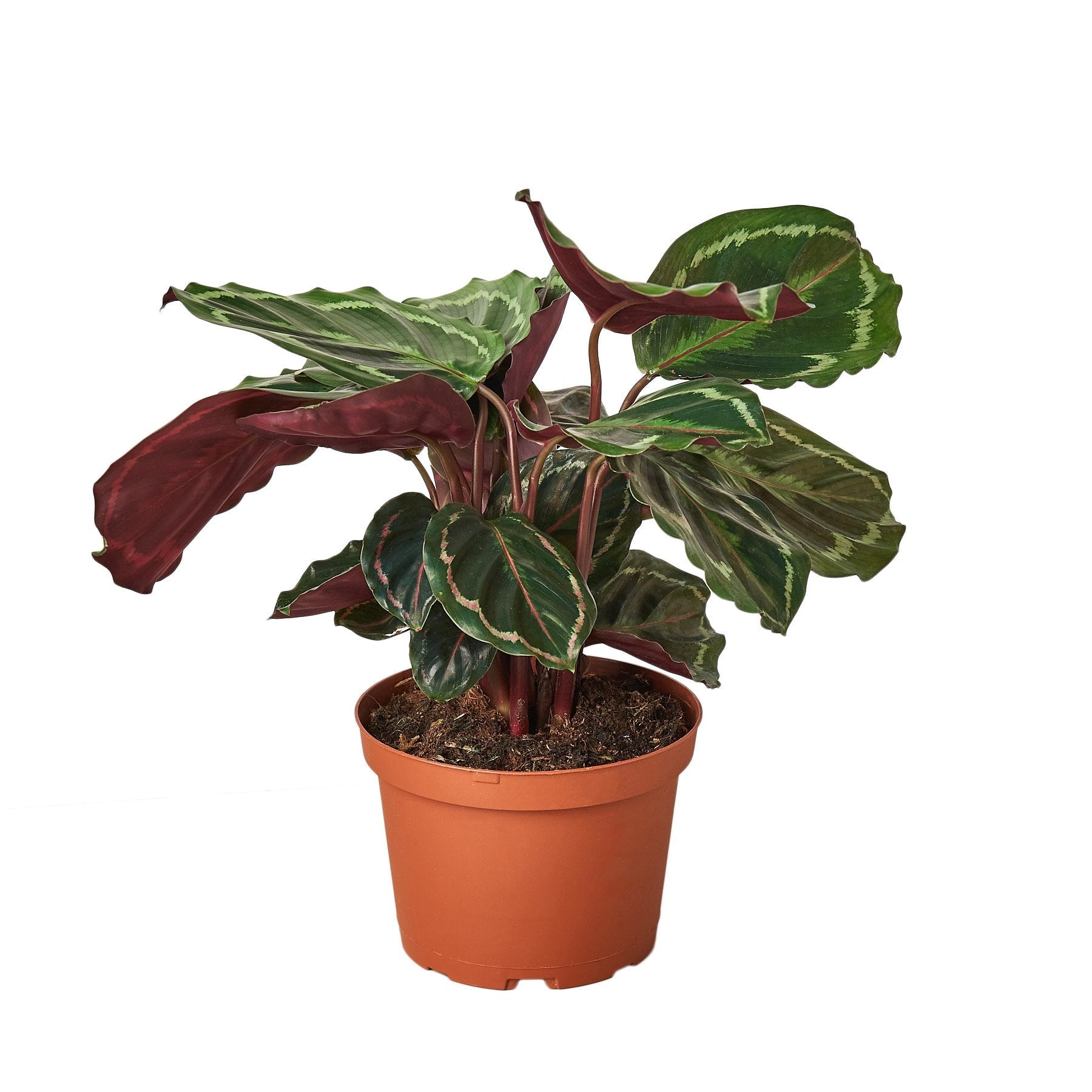 Calathea Medallion