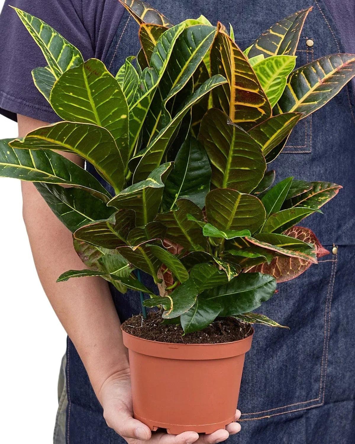 Croton Petra Codiaeum Variegatum Pictum 'Joseph's Coat'
